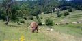 Per l'altiplà del Collsacabra. Ruta 4 Garrotxa