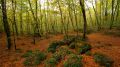 Le coeur du Parc Naturel de la Zone Volcanique de la Garrotxa