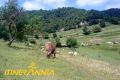 Per l'altiplà del Collsacabra. Ruta 4 Garrotxa