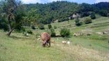 Per l'altiplà del Collsacabra. Ruta 4 Garrotxa