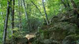 Xenacs pel camí dels Bous i mirador de puig Rodó. Ruta 3 Les Preses